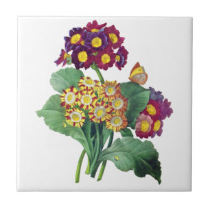 Aurícula do Primula - Cowslip- Pierre Joseph