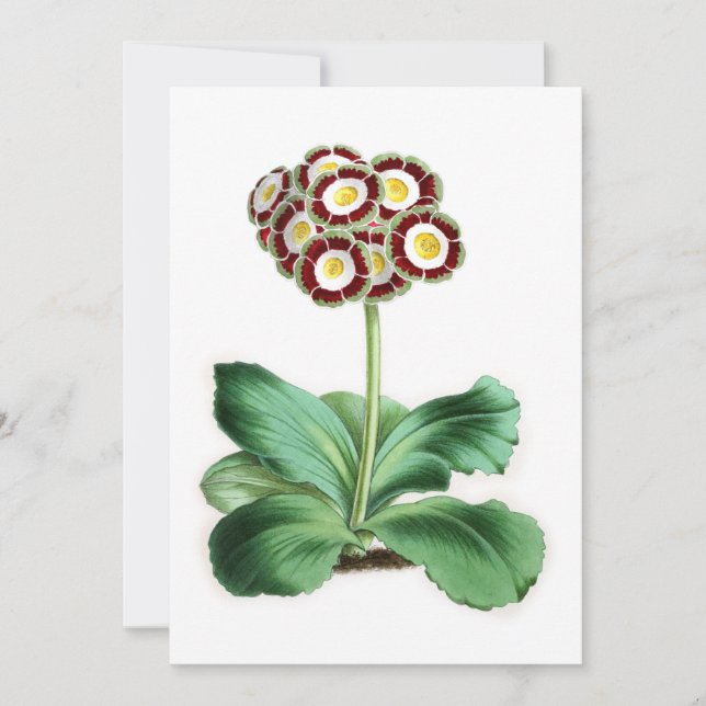 Auricula, Peter Campbell (Frente)