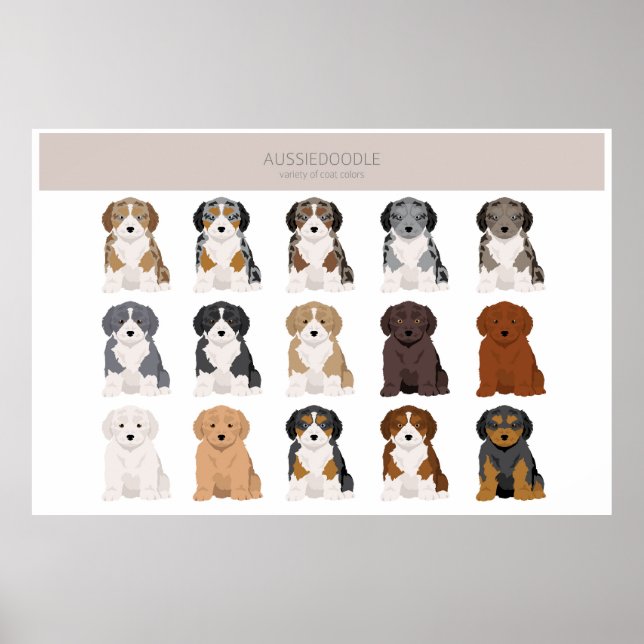 Aussiedoodle casaco com cores poster (Frente)