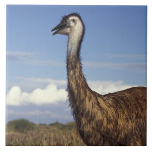 Austrália, Austrália Ocidental. Emu (Dromaius)
