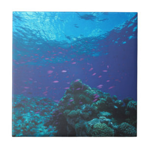 Austrália, Grande Barreira de Coral. Enxame de Rox