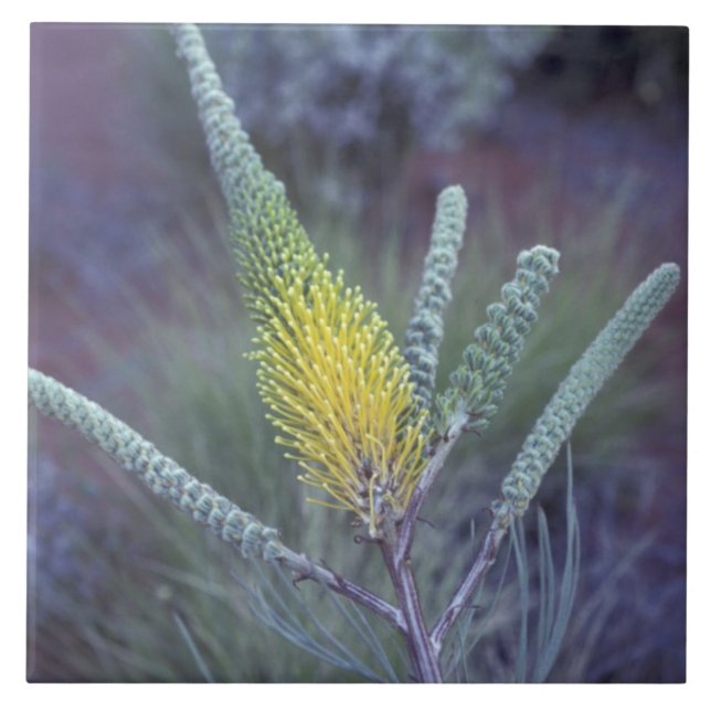 Austrália, NT, perto de Ayers Rock. Flora de prima (Frente)