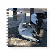 Austrália; Pelicano - Viagem