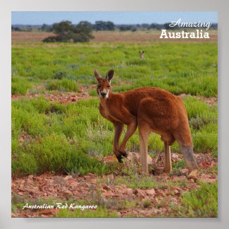 Australian Red Kangaroo poster