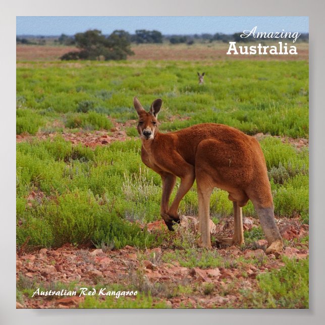 Australian Red Kangaroo poster (Frente)