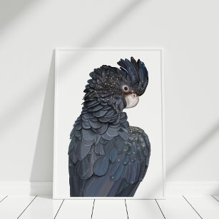 Australian Red-Tailed Black Cockatoo Poster