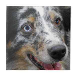 australian-shepherd-32.jpg