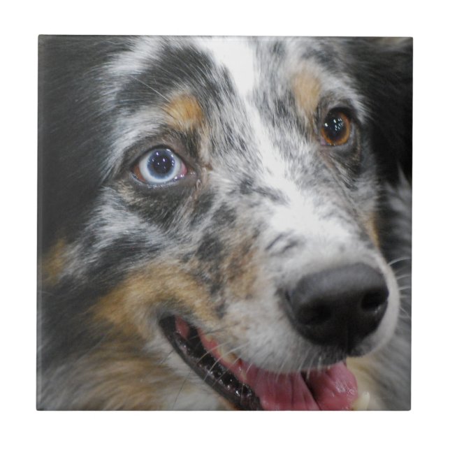 australian-shepherd-32.jpg (Frente)