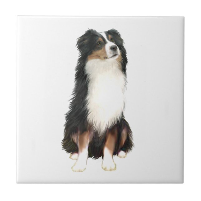 Australian Shepherd (A) - Três Cores (Frente)