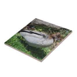 Australian Wood Duck in Tranquil Garden
