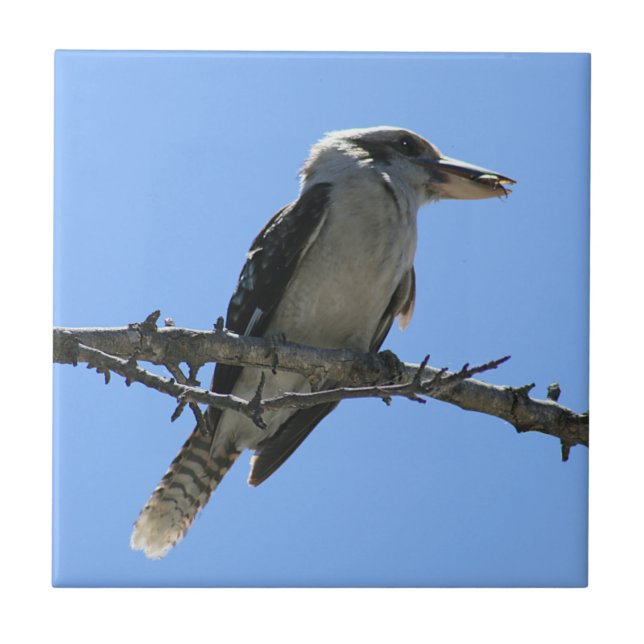 Australiano Kookaburra (Frente)