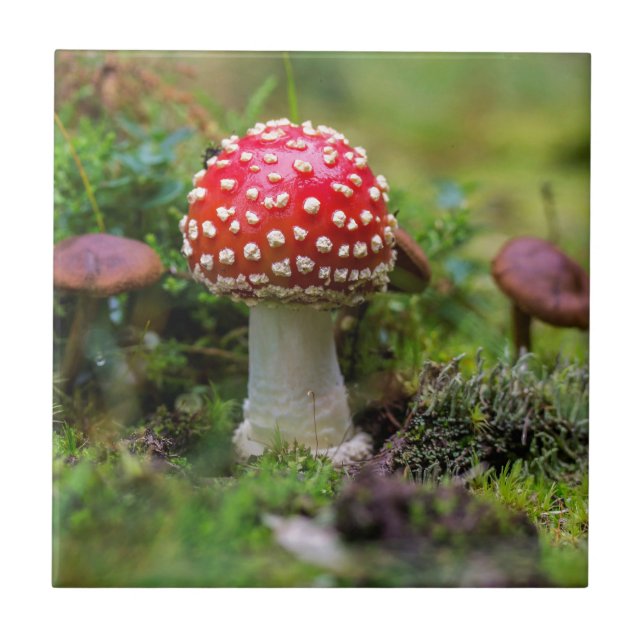 Autumn Beauty (Frente)