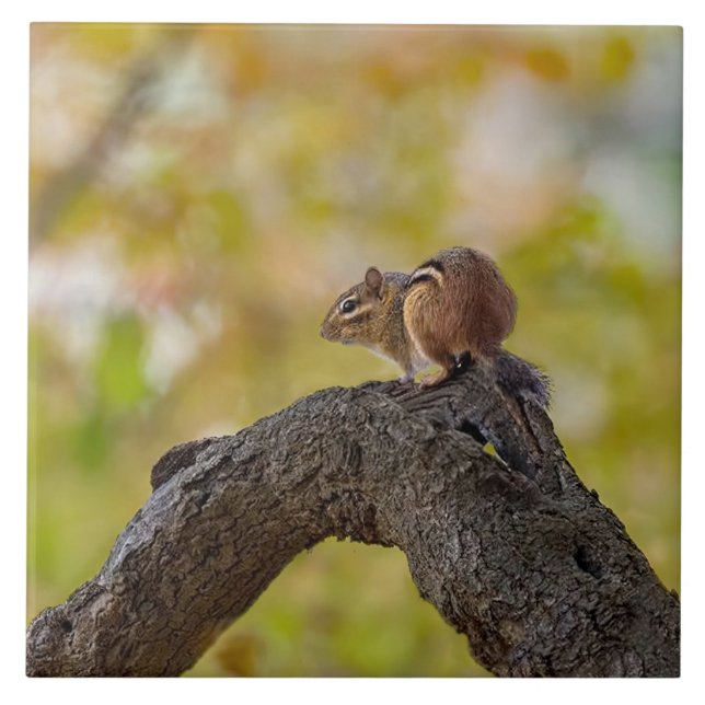 Autumn Chipmunk (Frente)