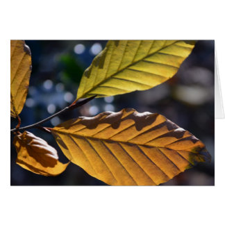 Autumn Deixa Cartão Fotográfico De Arte Bela