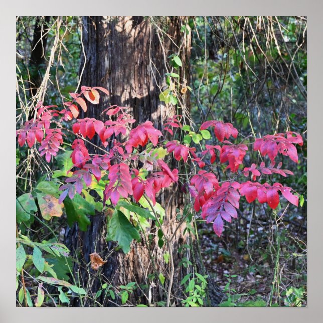 Autumn Deixa o Poster de fotos (Frente)