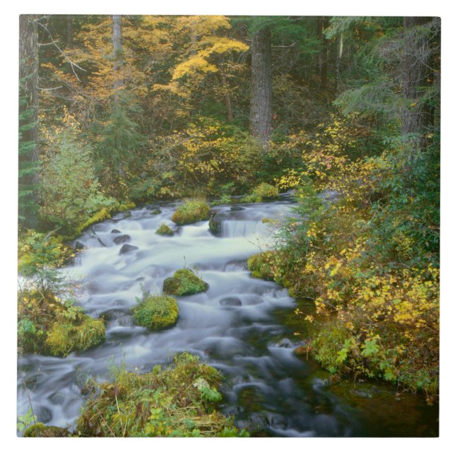 Autumn foliage & Douglas Fir Border Roaring River (Frente)