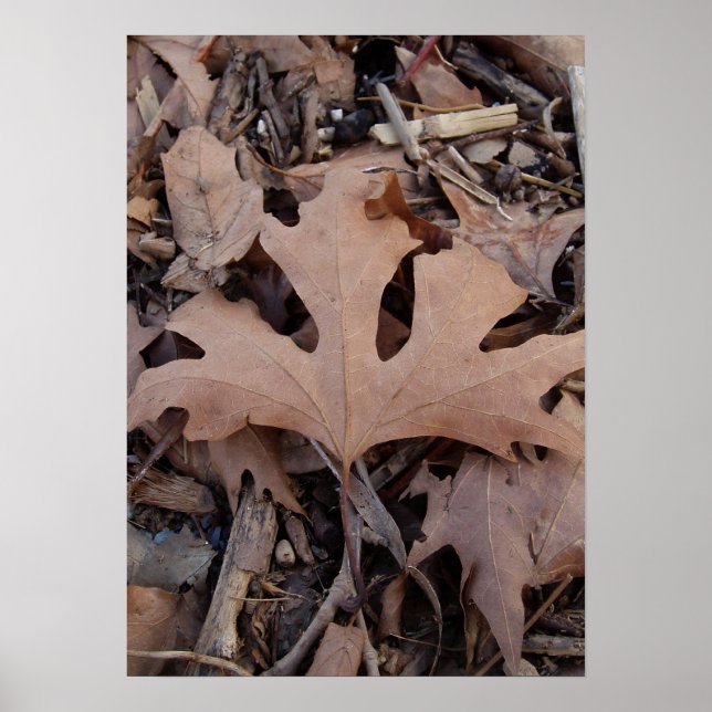 Autumn Leaf Poster Print (Frente)