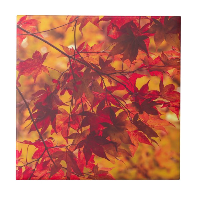 Autumn Leaves Fall Color Red Ceramic Tile (Frente)