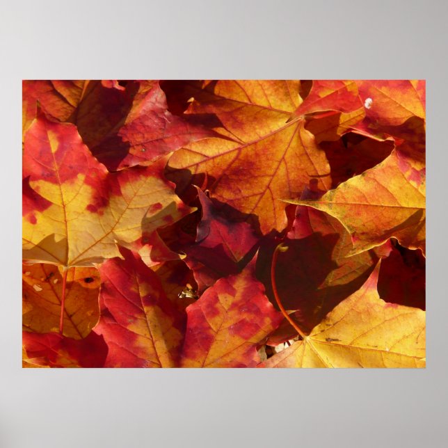 Autumn Leaves Poster (Frente)