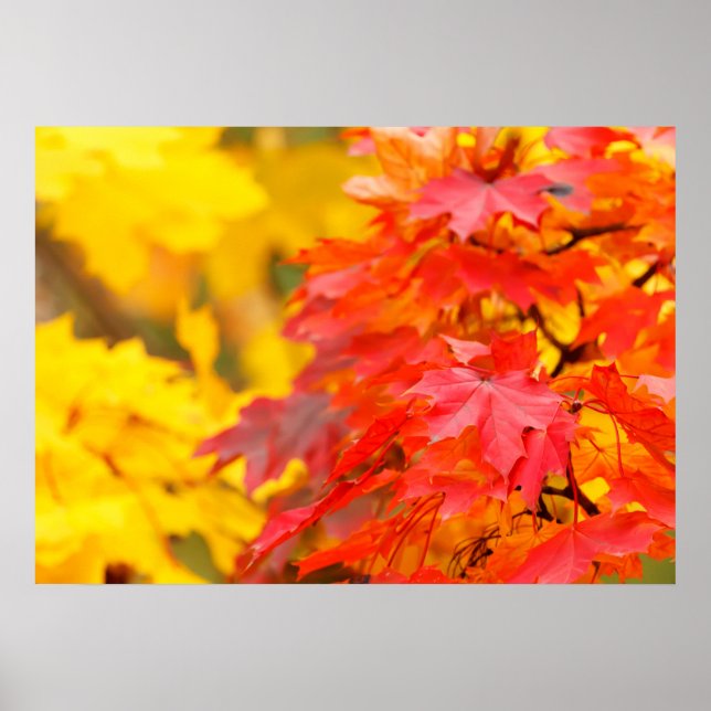 Autumn Leaves Poster (Frente)
