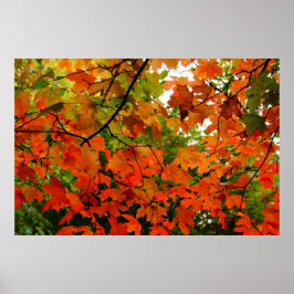 Autumn Leaves Poster