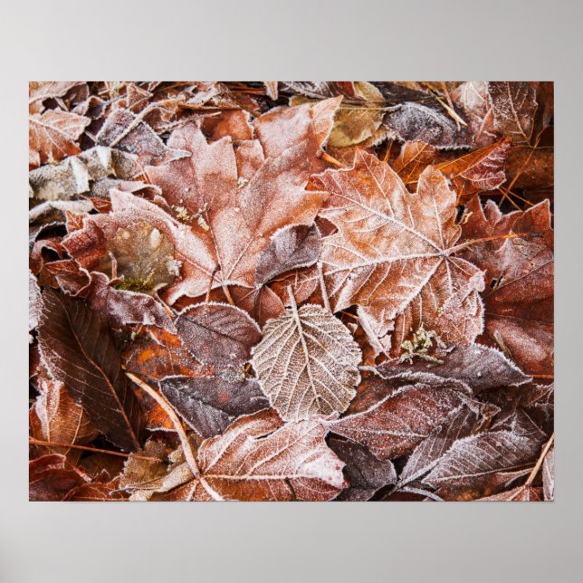 Autumn Maple Deixa Poster Paper (Matte) (Frente)