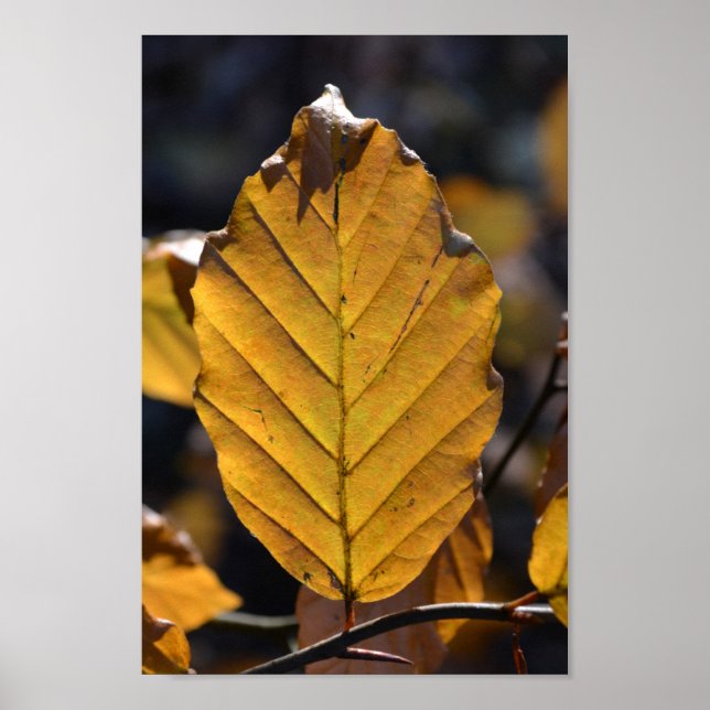 Autumn Oak Leaf Poster (Frente)