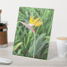 Ave da planta do paraíso (Strelitzia)