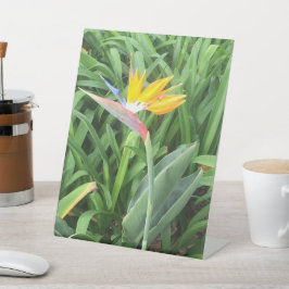 Ave da planta do paraíso (Strelitzia)