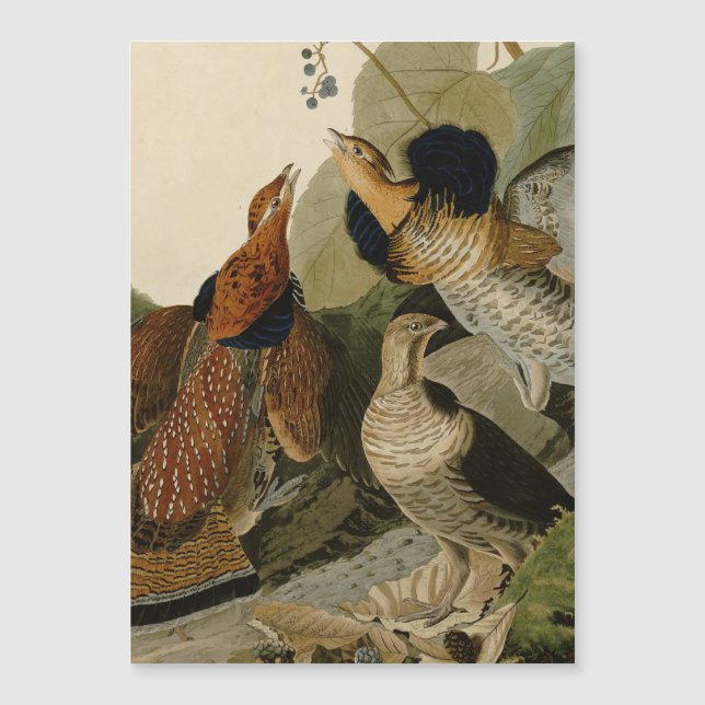 Ave de Jogo de Audubon do Agrupamento Rachado (Frente)