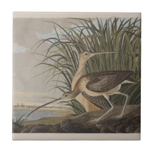 Ave-do-relvado-de-bico-longo-Audubon