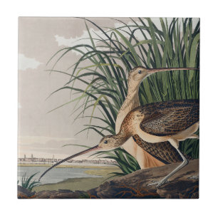 Ave-do-relvado-de-bico-longo-Audubon