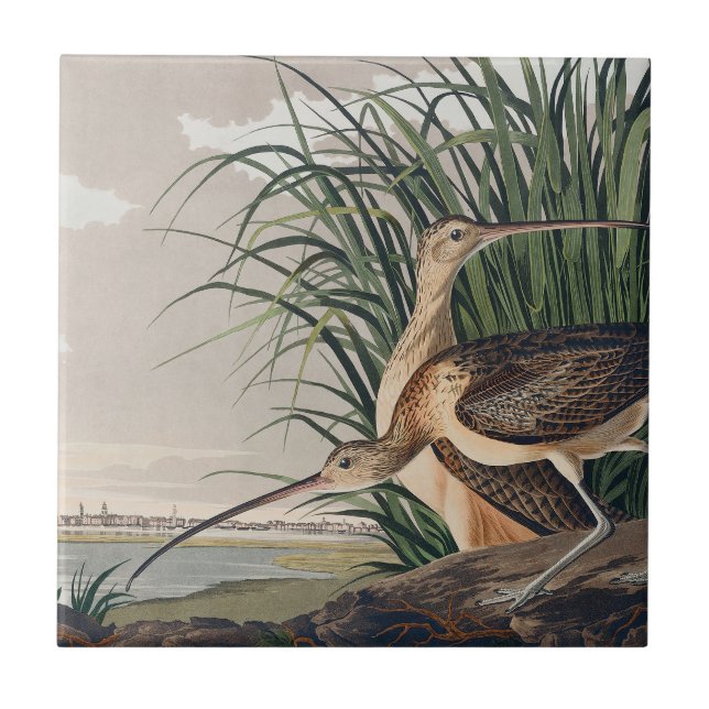 Ave-do-relvado-de-bico-longo-Audubon (Frente)