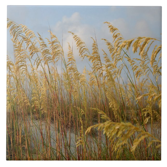 Aveia-do-mar nas dunas de areia da praia (Frente)