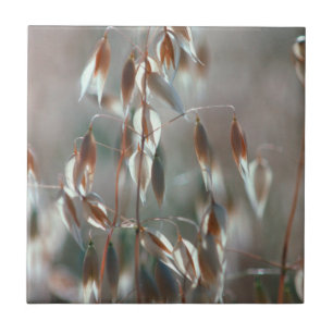 Aveia Madura (Avena Sativa) Close Up. Ceres, Bolan