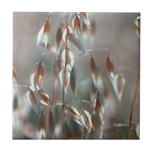Aveia Madura (Avena Sativa) Close Up. Ceres, Bolan (Frente)