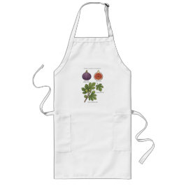 Avental Longo Planche Botanique Figue Ficus Carica 