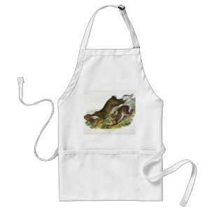 Avental Snowshoe Hare, verão (Norte Hare) de Audubon