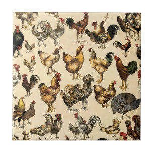 Aves Antigas do Mundo Raças de Galinhas Arte