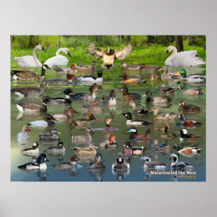 Aves aquáticas do poster ocidental da