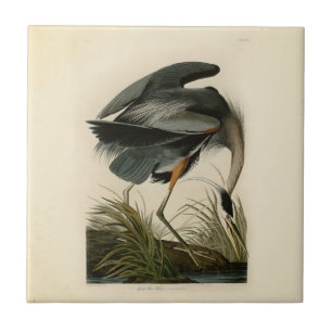 Aves Azuis-Heronárias do Excelente Audubon