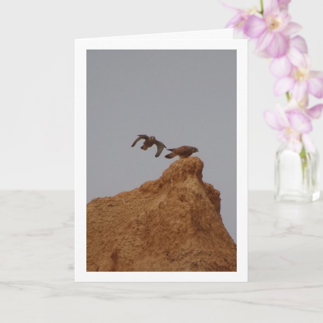 Aves comuns do Kestrel, Cartão Falco Tinnunculus (Orquídea)