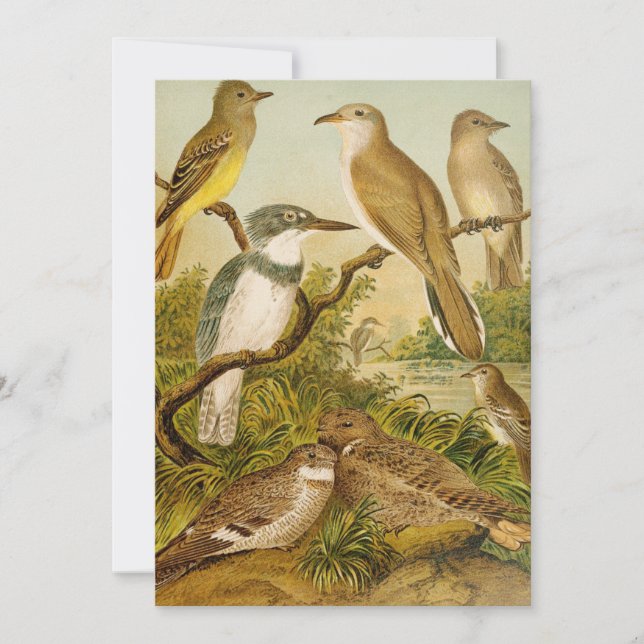 Aves da América do Norte | Anton Goering (Frente)