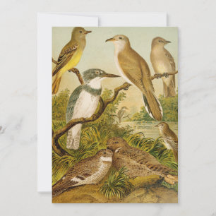 Aves da América do Norte   Anton Goering