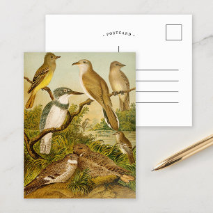 Aves da América do Norte Cartão postal Anton Goe