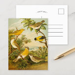 Aves da América do Norte | Cartão postal Anton Goe<br><div class="desc">Ilustração do artista alemão Christian Anton Goering do livro de 1891 Die Nordamerikanische Vogelwelt (The World of North-American Birds). O livro descreve cada uma das Aves da América do Norte que Heinrich Nehrling tinha encontrado ou lido sobre. O volume é belamente ilustrado pelo Prof. Robert Ridgway, da Smithsonian Institution and...</div>