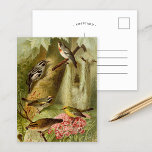 Aves da América do Norte | Cartão postal Gustav Mu<br><div class="desc">Ilustração do artista alemão Gustav Mü tzel do livro 1891 Die Nordamerikanische Vogelwelt (The World of North-American Birds). O livro descreve cada uma das Aves da América do Norte que Heinrich Nehrling tinha encontrado ou lido sobre. O volume é belamente ilustrado pelo Prof. Robert Ridgway, da Smithsonian Institution and National...</div>