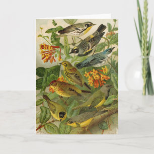 Aves da América do Norte Cartão Tzel Gustav Mü