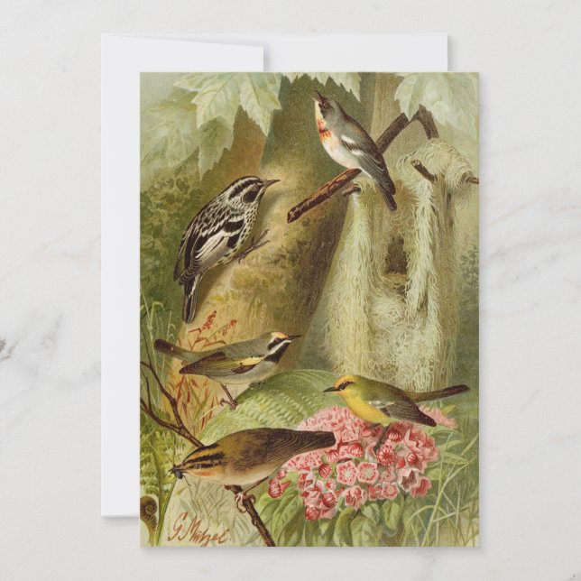 Aves da América do Norte | Cartão Tzel Gustav Mü (Frente)