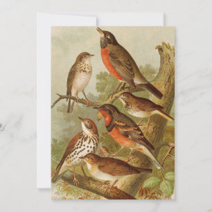 Aves da América do Norte   Gustav Mü tzel